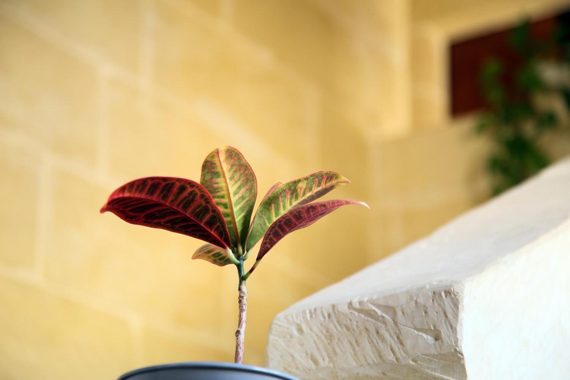 A La Maison B&B Xagħra Zewnętrze zdjęcie